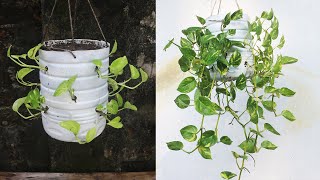 Grow Money Plant Vertically