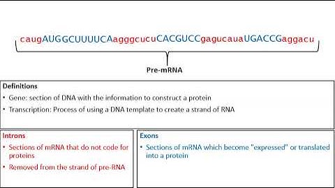 Introns vs Exons