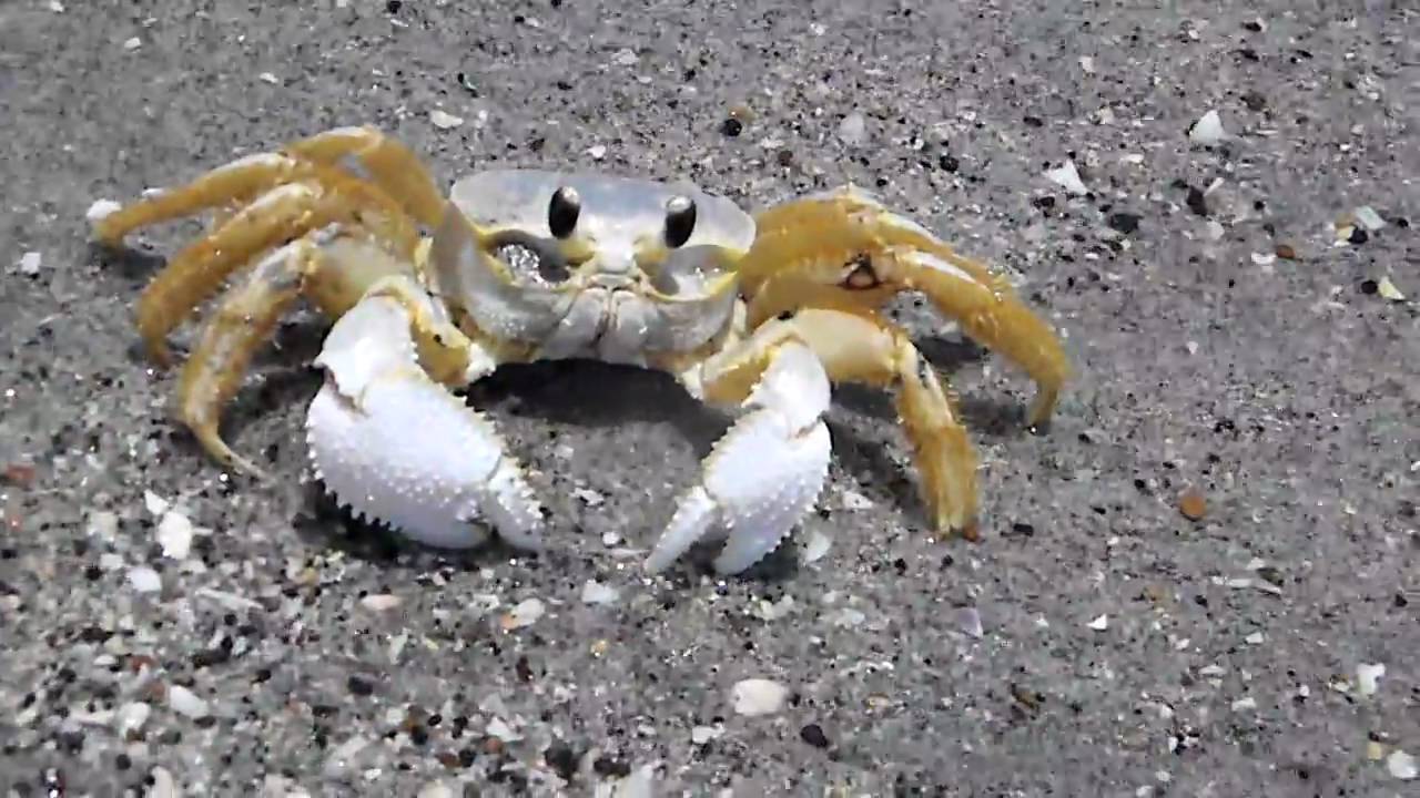 Crab on beach YouTube