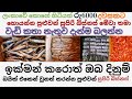 #BusinessGuru#karawala#Dried_business ලංකාව තුළ කරවල ව්‍යාපාරය කරන්නේ කෙසේද