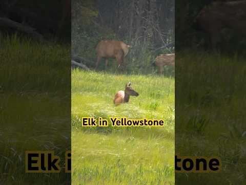 Elk in the grass #elk #wildlife #nature #yellowstone