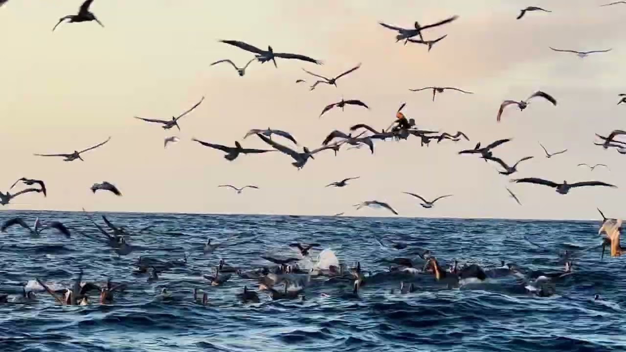 Dolphins and Pelicans Attack Giant Fish Bait Ball (San Diego)