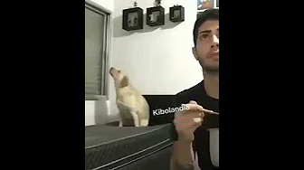 Dancing Dog
