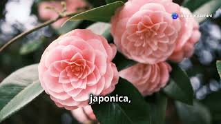 50 States Flower Tour #1 Alabama's Camellia What Is The Alabama Flower