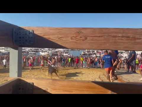 Cogida en els Bous a la Mar de Dénia