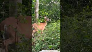 Beautiful Whitetail Doe