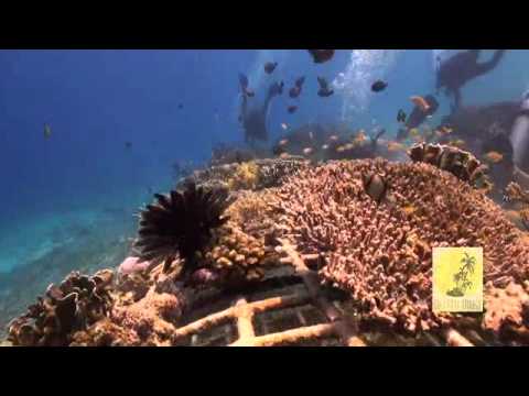 Bio Rock Clean Up Day - Blue Marlin Dive Gili Trawangan