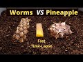 Worms vs pineapple time lapse 4k fast speed with commentary