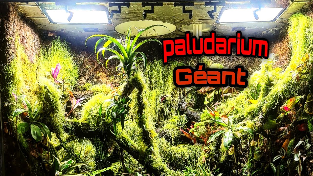 Download Paludarium Géant