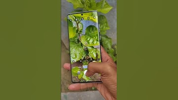 Vivo T4: The Most Disappointing Phone Yet?