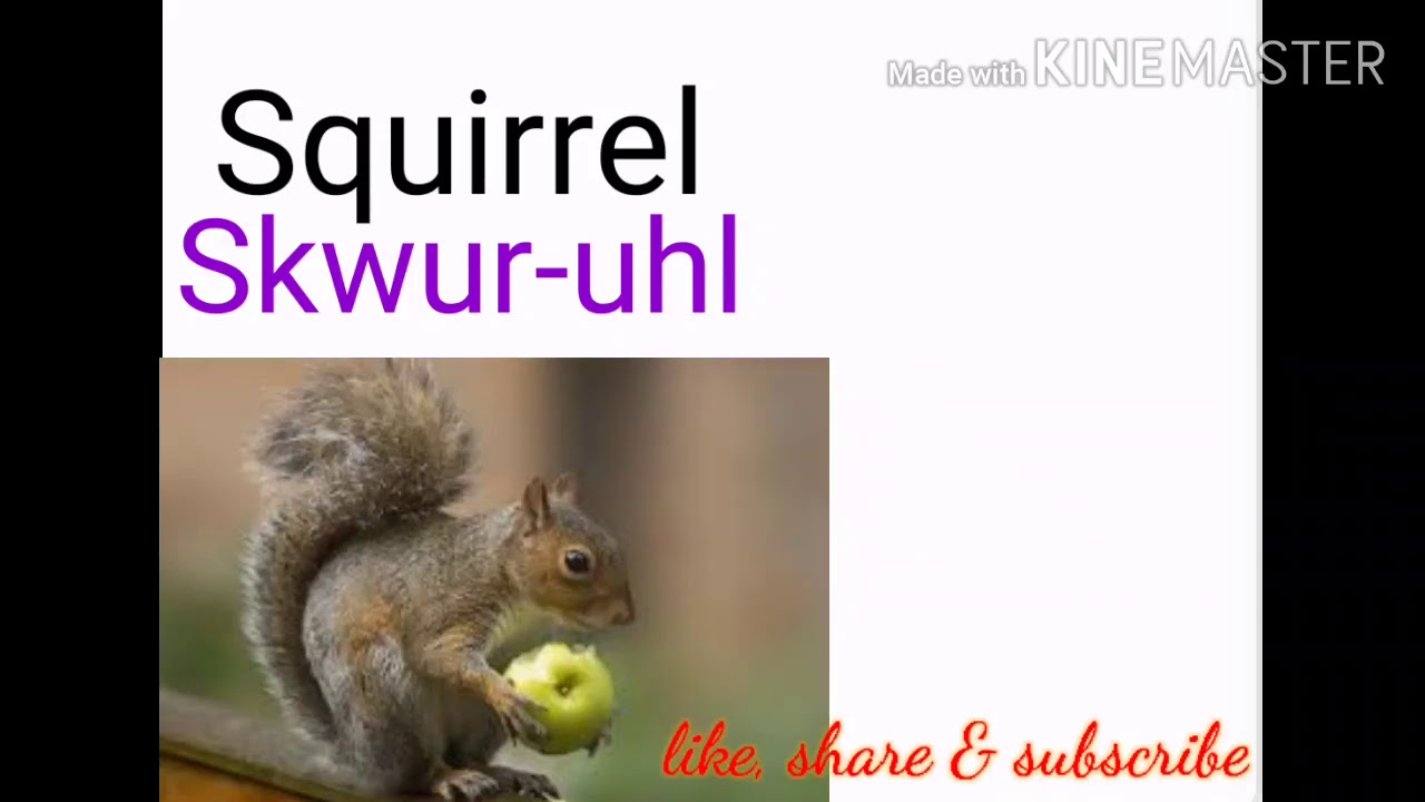 Pronounce it rightHow to pronounce squirrellike, share and subscribe