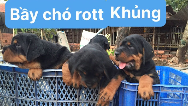 Chó rottweiler dòng đại giá bao nhiêu năm 2024