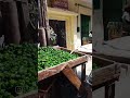 أصوات من القاهرة 