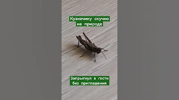 Кузнечик в гостях