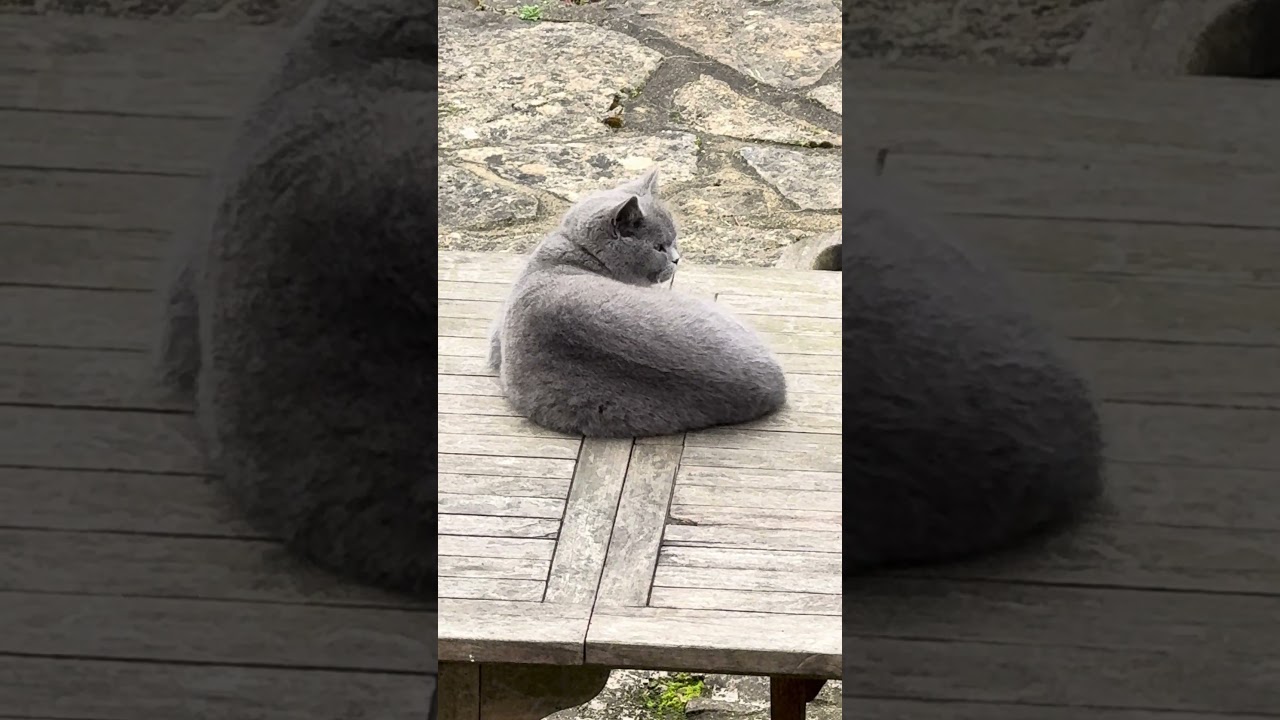 Come to table! Cat is on the table! 