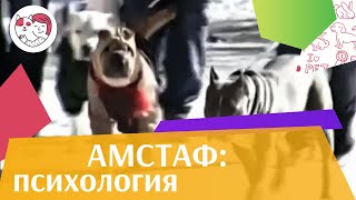 Амстаф Психологические особенности породы на iLikePet Амстаф Психологические особенности породы на iLikePet