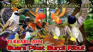 SUARA PIKAT BURCIL RIBUT, TERBARU 2024..