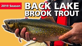 Back Lake Brook Trout