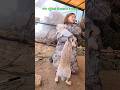 The Rabbit Is Hitting The WOMAN Thigh As If Play Is Clapping Rabbit Animals Shorts Viral Video 