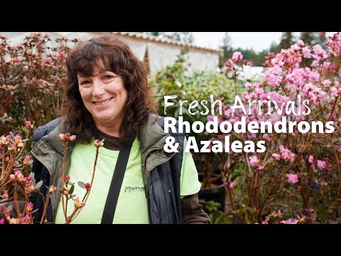 Video: Rhododendron Fertilizer Schedule - Cuándo y cómo fertilizar los rododendros