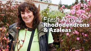 How To Fertilize Azalea & Rhododendron | When To Prune Azalea & Rhododendron