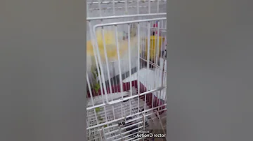 Comment attraper un oiseau dans une grande cage ?
