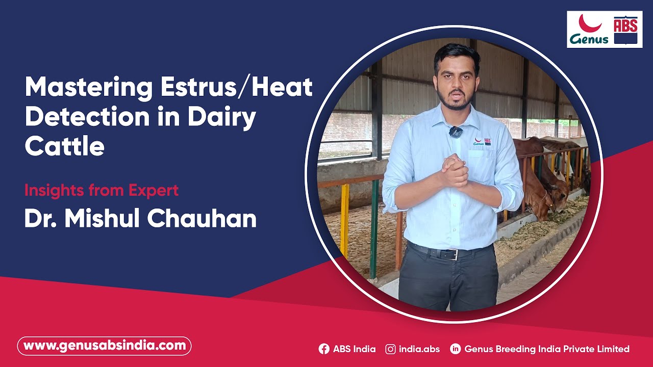 Mastering Estrus/Heat Detection in Dairy Cattle Insights from Expert Dr. Mishul Chauhan