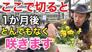 【見逃し厳禁】パンジービオラなどの一年草は絶対にここで切って下さい！　　　　　　　　　【カーメン君】【園芸】【ガーデニング】【切り戻し】
