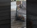Fox-in-abox