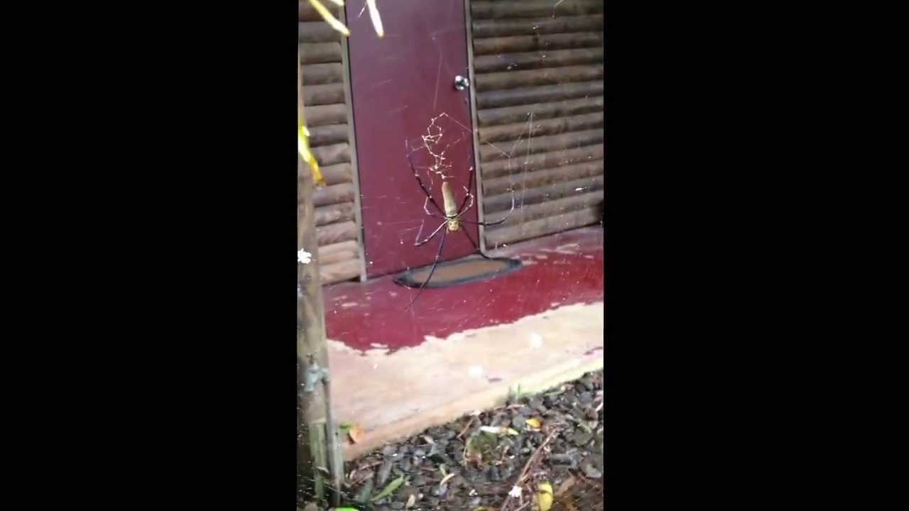 Golden Orb Spider - Cape Trib