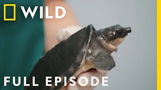 Bearded Dragons, PigNosed Turtles, and No Bird Left Behind (Full Episode) | Critter Fixers