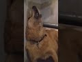 Собака поет Ганхарва Веду. Dog sings Gandharva Veda #shorts