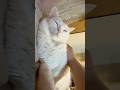 ねかしつけ