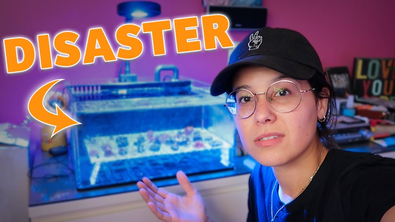 The Frag Tank Is a MESS - YouTube