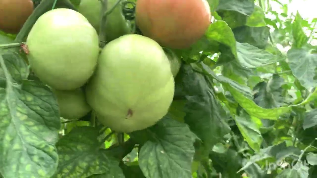 video output BC70D5C6 6D30 4817 B5FE D85D3B1F02D1