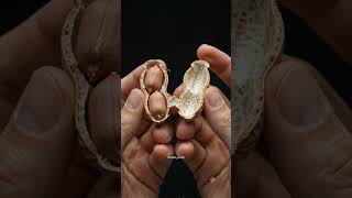 Just a peanut, two hands 🥜✨#ASMR #OddlySatisfying #MacroVideo #Peanut #Satisfying