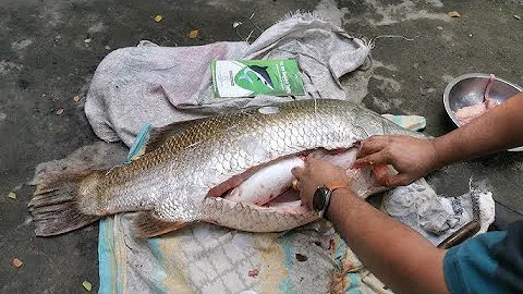 Sangha Phing leh mi eibang nawi a ei zawng