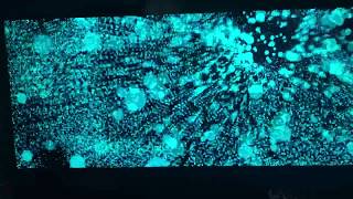 Summit Entertainmentred Wagon Entertainment Insurgent Variant