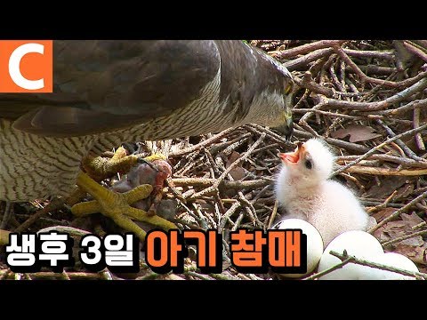태어 나자마자 생고기를 뜯는 아기 <strong>참매</strong>
