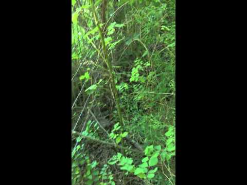 snake eating possum