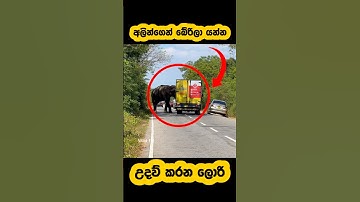 Lorries help protect against wild elephants🫣#shortvideo #shorts #youtube #elephant #attack #trend