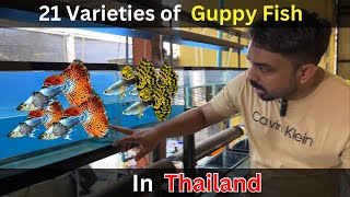 Guppy Fish Farm in Thailand. Year 2024