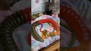 Would You Have a Giant Pet Gummy Worm?