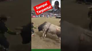 banteng liar#shorts