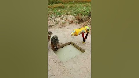 Create Simple Bird Trap #Quail Trap #shorts 1