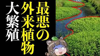 【最強VS最恐】ナガエツルノゲイトウ VS 空芯菜←それヤバくない?