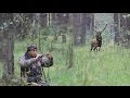 Как подвабить царя оленей - How to lure the king's deer - wildlife