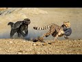 OMG! Honey Badger Rescue Her Baby From Leopard, Lion vs Mongoose - How To Survive The Wildlife