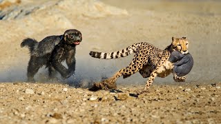 OMG! Honey Badger Rescue Her Baby From Leopard, Lion vs Mongoose - How To  Survive The Wildlife - YouTube