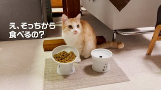 エサをボロボロとこぼすので食器を替えてみた話